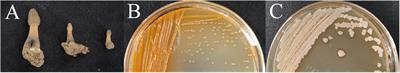 Isolation and identification of pathogens of Morchella sextelata bacterial disease